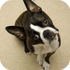 Fondos de Pantalla Boston Terrier HD icône