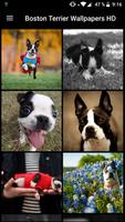 Fondos de Pantalla Boston Terrier HD Affiche