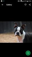 Fondos de Pantalla Boston Terrier HD captura de pantalla 2