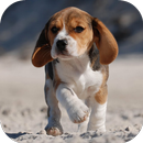Fondos de Pantalla Beagle HD APK