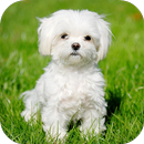 Fondos de Pantalla Bichon Frisé HD APK