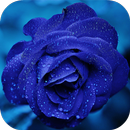 Fondos de Pantalla Rosa Azul HD APK
