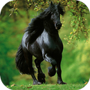 Fondos de Pantalla Caballo Negro HD APK