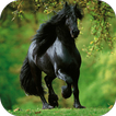 Black Horse Wallpapers HD
