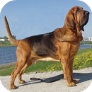 Fondos de Pantalla Perro de San Huberto HD APK