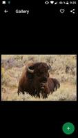 برنامه‌نما Buffalo Wallpapers HD عکس از صفحه