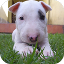 Fondos de Pantalla Bull Terrier HD APK