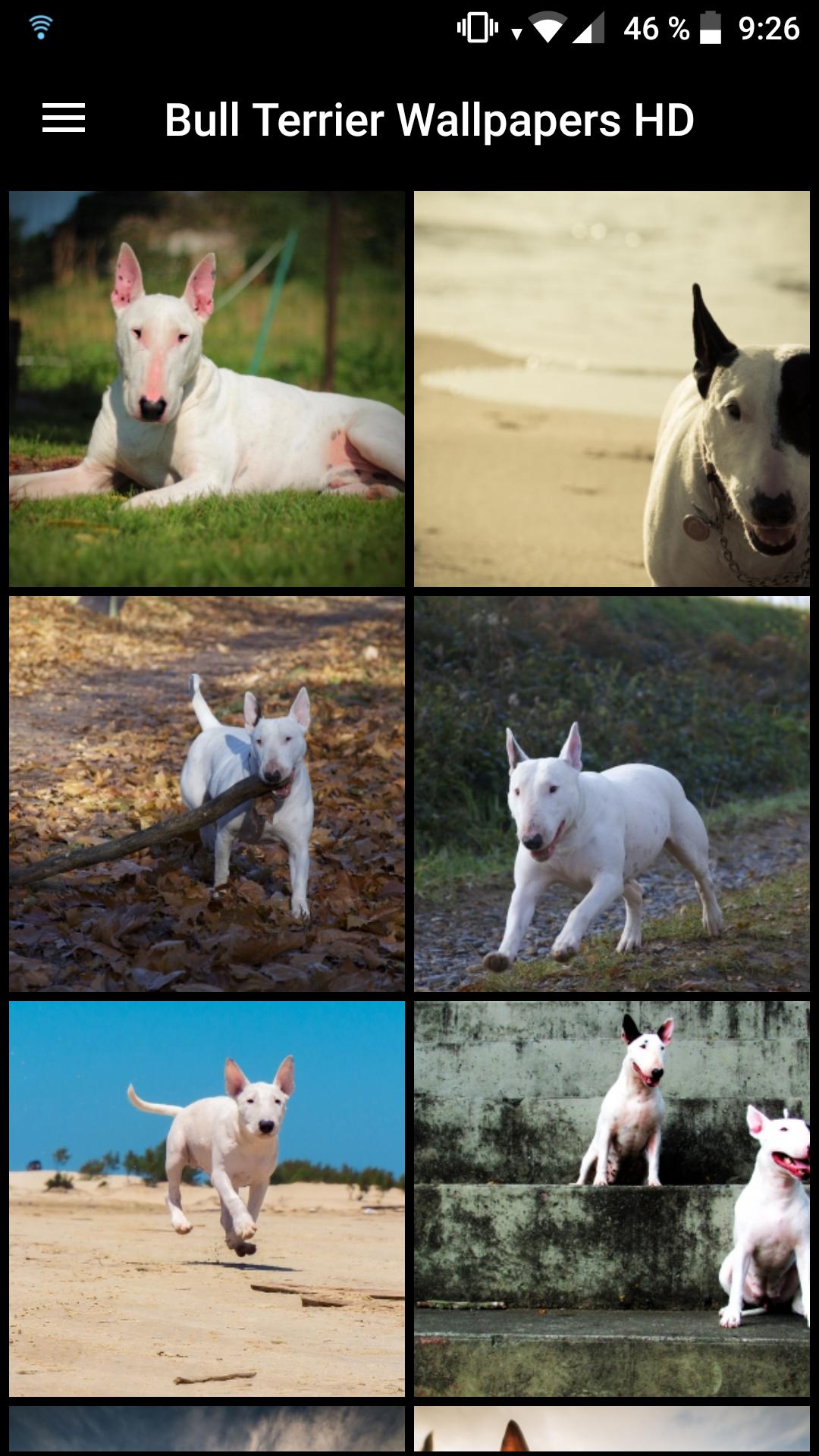 Descarga de APK de Fondos de Pantalla Bull Terrier HD para Android