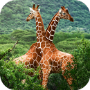 Fondos de Pantalla Jirafa HD APK