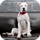 Fondos de Pantalla Dogo Argentino HD APK