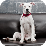 Dogo Argentino Wallpapers HD آئیکن