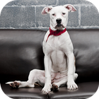 Dogo Argentino Wallpapers HD আইকন