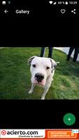 Dogo Argentino Wallpapers HD screenshot 3