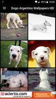 Dogo Argentino Wallpapers HD পোস্টার
