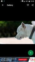 Fondos de Pantalla Dogo Argentino HD 스크린샷 1