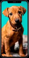 Dog Wallpapers 스크린샷 3