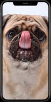 Dog Wallpapers 스크린샷 1