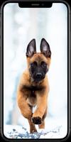 Dog Wallpapers 스크린샷 2