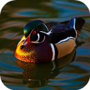 Fondos de Pantalla Pato HD APK