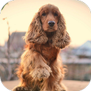 Fondos de Pantalla Cocker Spaniel Inglés HD APK