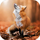Fondos de Pantalla Zorro HD APK