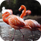 Flamingo Wallpapers HD ไอคอน