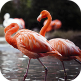 Flamingo Wallpapers HD آئیکن