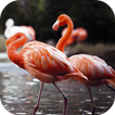 Flamingo Wallpapers HD