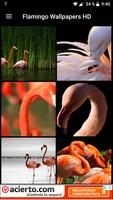 Flamingo Wallpapers HD پوسٹر