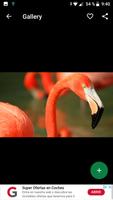 Flamingo Wallpapers HD اسکرین شاٹ 1