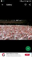 Flamingo Wallpapers HD 스크린샷 2