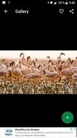 Flamingo Wallpapers HD 스크린샷 3