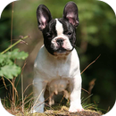 Fondos de Pantalla Bulldog Francés HD APK