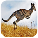 Fondos de Pantalla Canguro HD APK