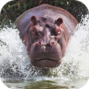 Fondos de Pantalla Hipopótamo HD APK