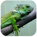 Fondos de Pantalla Iguana HD APK