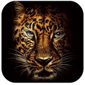 Jaguar Wallpapers HD icon