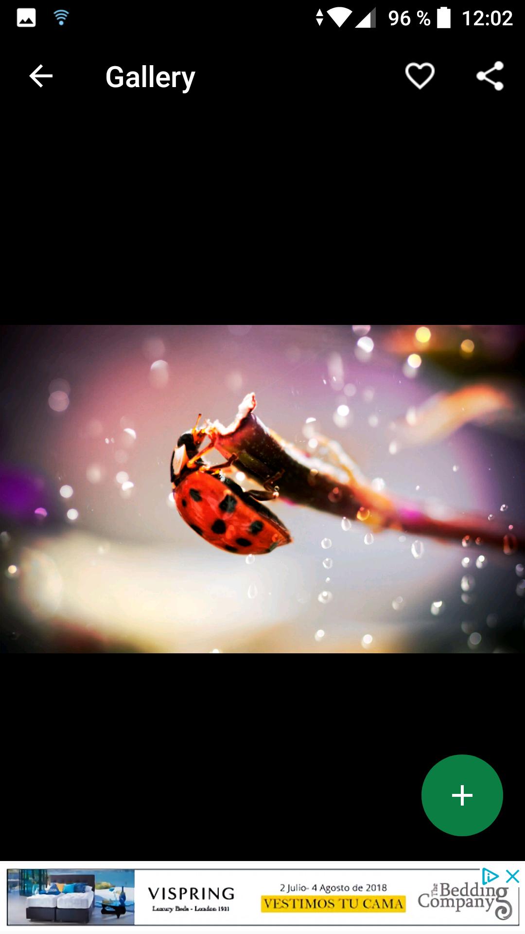 Ladybug Wallpapers Hd For Android Apk Download Ladybug Wallpapers Hd For Android Apk Download