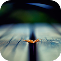 Macro Wallpapers HD