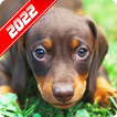 Dachshund Wallpaper