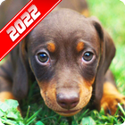 Dachshund Wallpaper icon