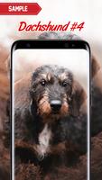 Dachshund Wallpaper screenshot 3