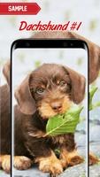 Dachshund Wallpaper poster