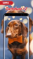 Dachshund Wallpaper screenshot 1