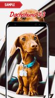 Dachshund Wallpaper screenshot 2