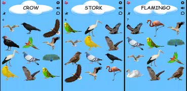 Birds - Learning Birds