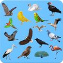 Птицы - Изучение Птиц APK