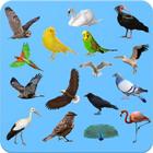 تعلم أنواع الطيور مع دعم اللغة أيقونة