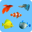 Learning Name Of Fishes