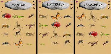 Insects - Learning Insects. Practice Test Sound